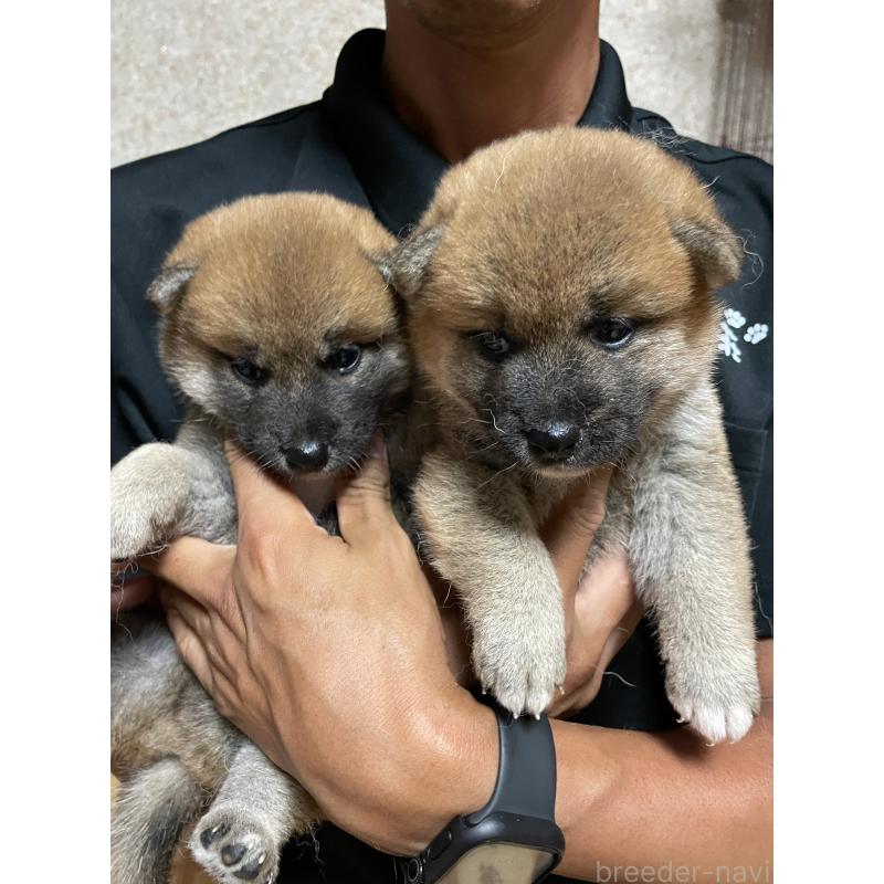 販売中の茨城県の柴犬-409218の5枚目