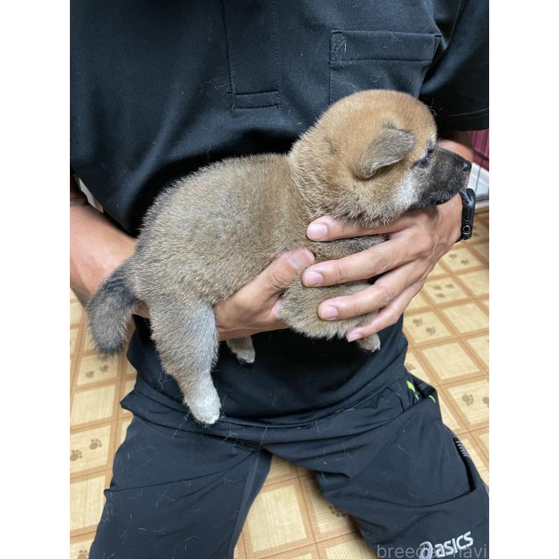 販売中の茨城県の柴犬-409218の3枚目