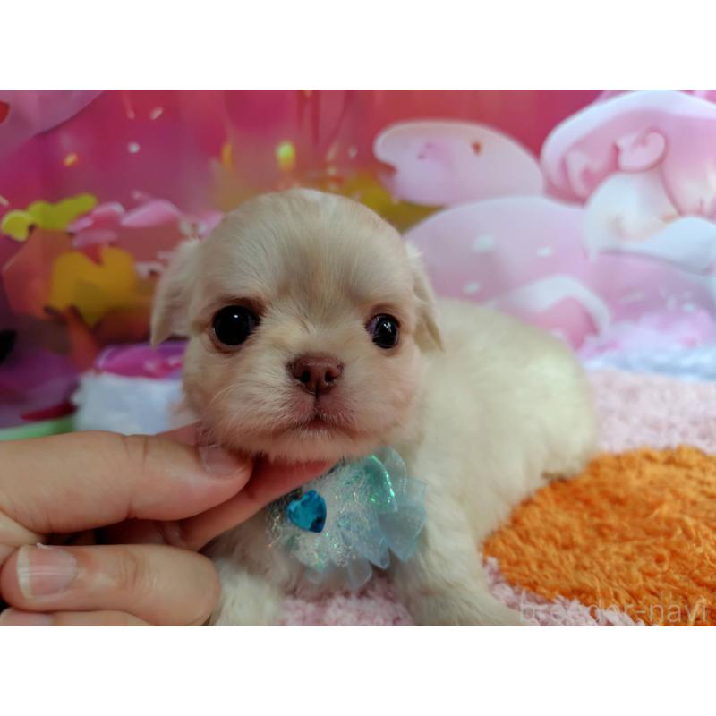 成約済の神奈川県のチワワ(ロングコート)-407250の11枚目