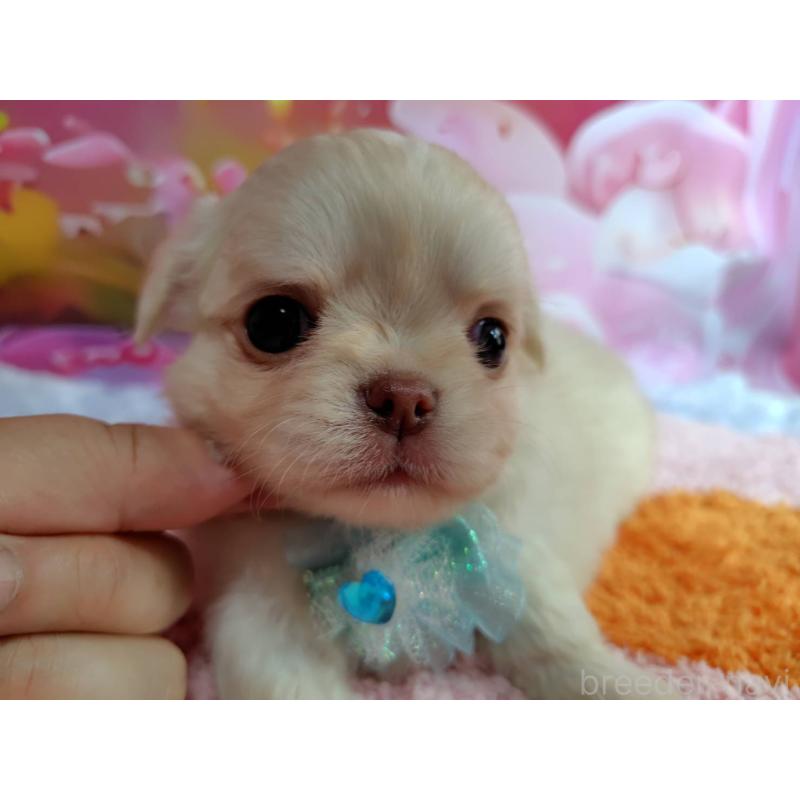 成約済の神奈川県のチワワ(ロングコート)-407250の9枚目