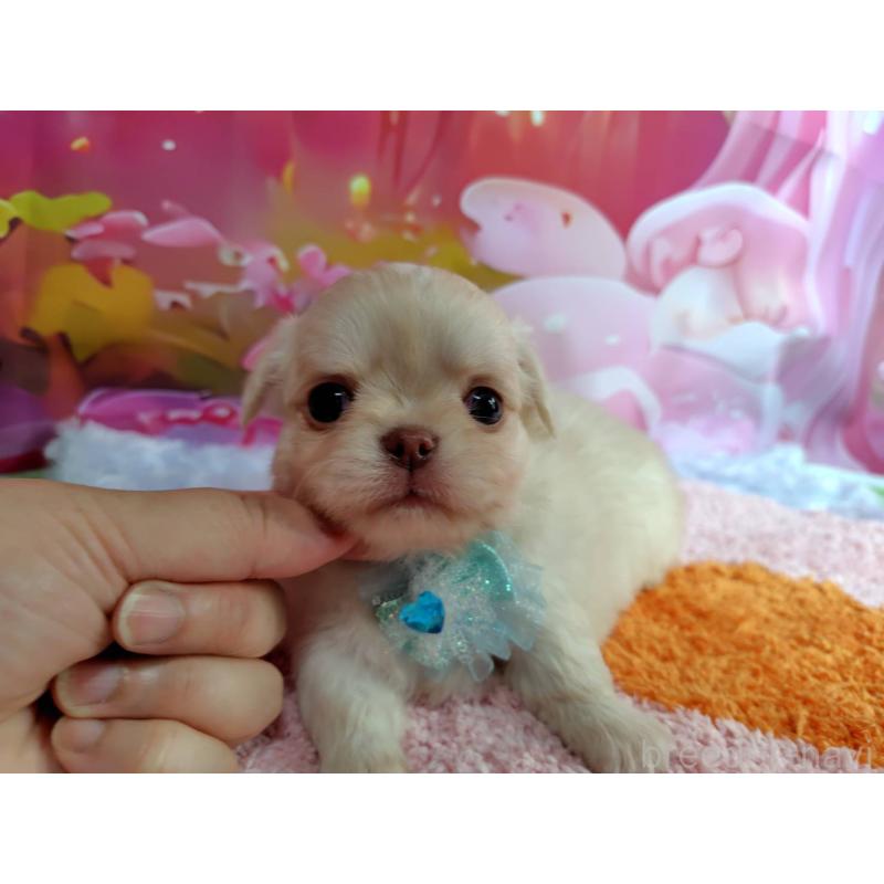 成約済の神奈川県のチワワ(ロングコート)-407250の10枚目