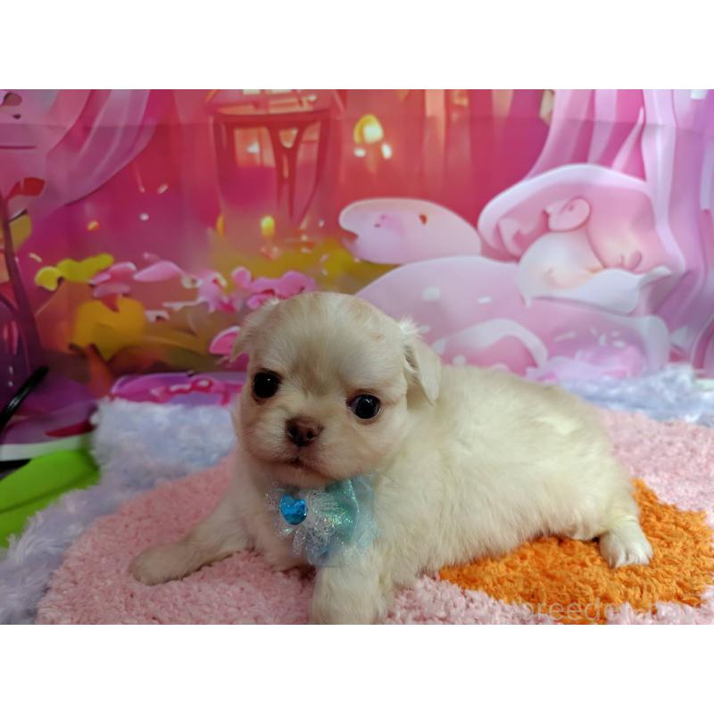 成約済の神奈川県のチワワ(ロングコート)-407250の8枚目