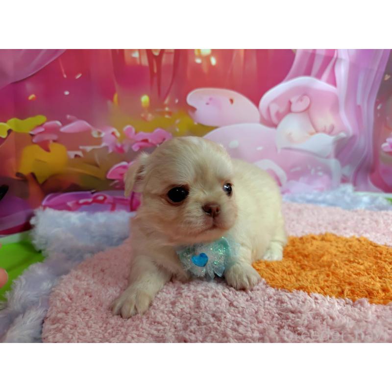 成約済の神奈川県のチワワ(ロングコート)-407250の7枚目