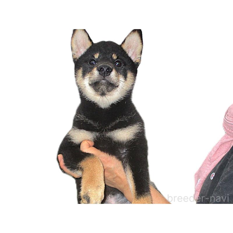 成約済の宮城県の柴犬-404338の6枚目