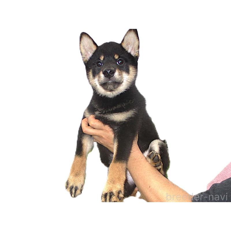 成約済の宮城県の柴犬-404338の5枚目