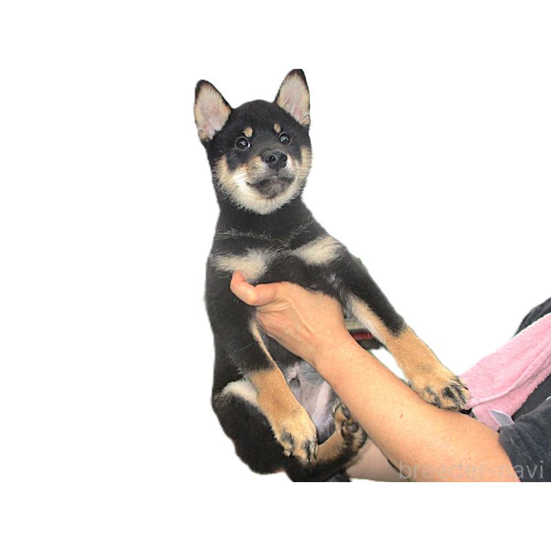 成約済の宮城県の柴犬-404338の2枚目