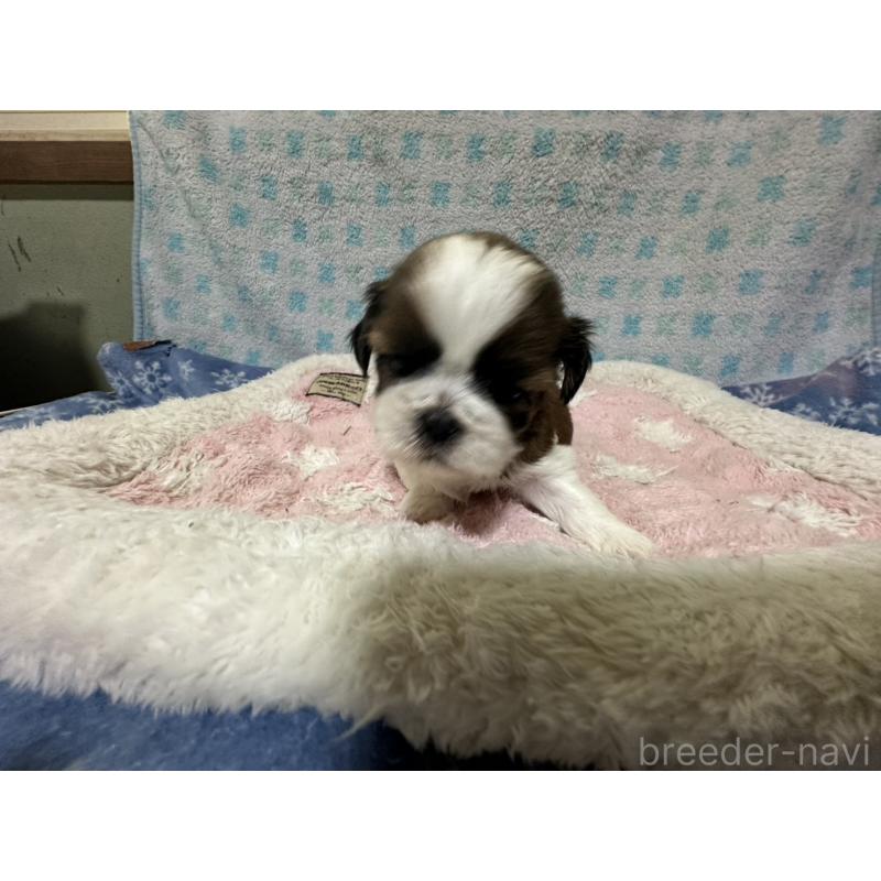 販売中の大阪府のシーズー-409237の2枚目