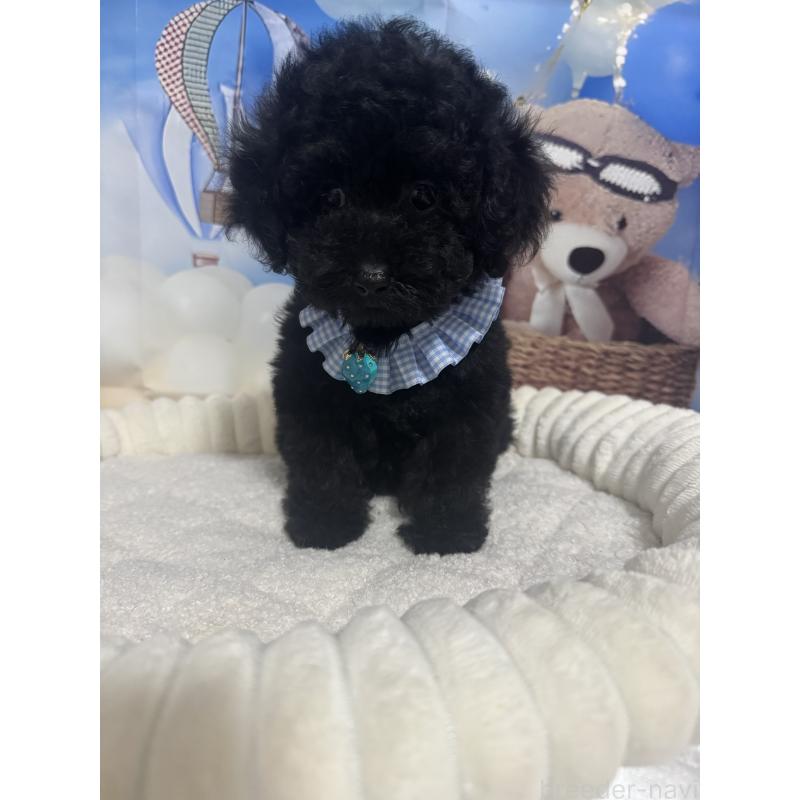 成約済の埼玉県のティーカッププードル-401315の3枚目