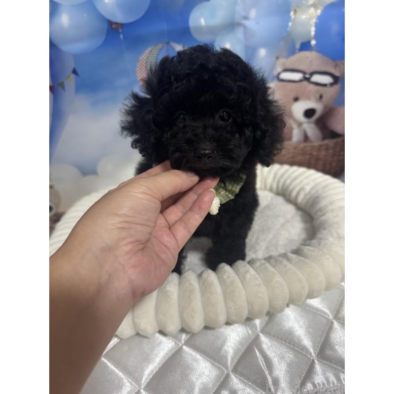 成約済の埼玉県のティーカッププードル-401315の2枚目