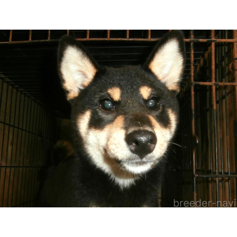 販売中の大阪府の柴犬-389736の2枚目