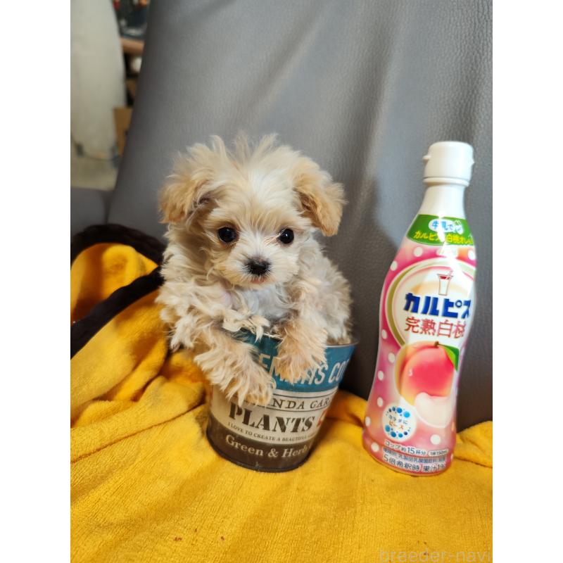 販売中の静岡県のミックス犬-409245の2枚目