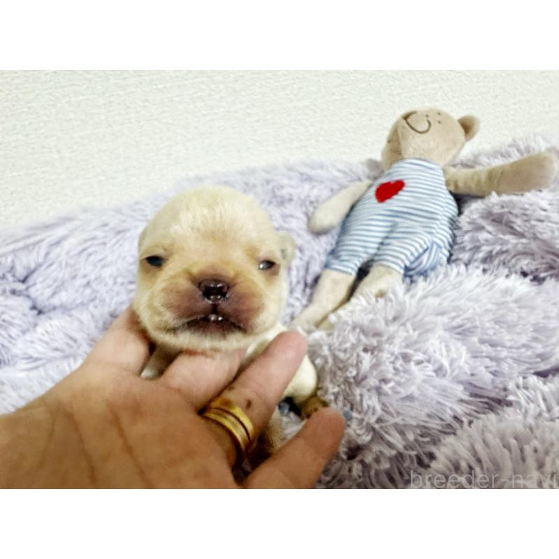 販売中の東京都のフレンチブルドッグ-409257の4枚目