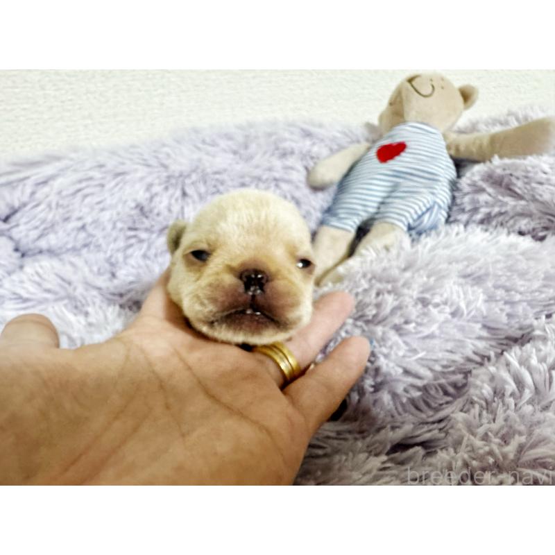 販売中の東京都のフレンチブルドッグ-409257の2枚目