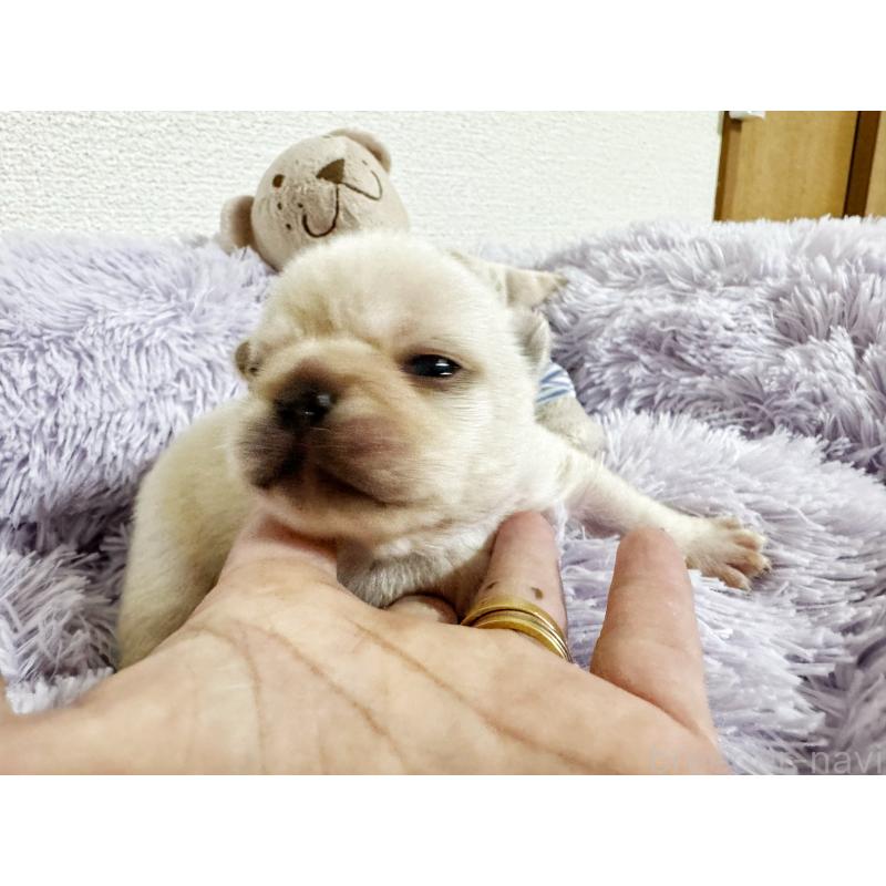 販売中の東京都のフレンチブルドッグ-409260の4枚目