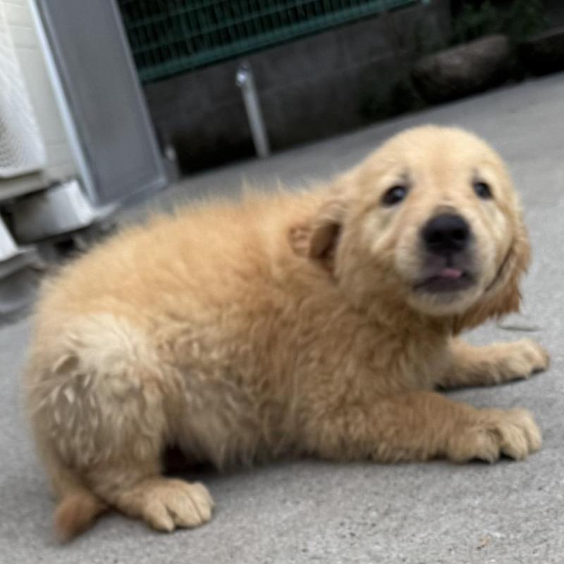 販売中の奈良県のゴールデンレトリーバー-409083の2枚目