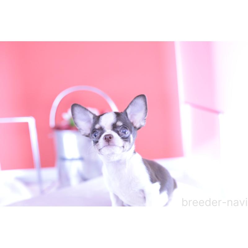 成約済の愛知県のチワワ(スムースコート)-405980の3枚目