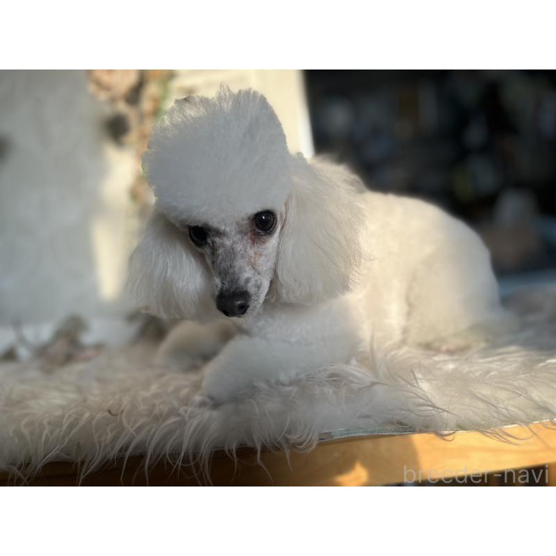 ムクちゃんちゃん1枚目