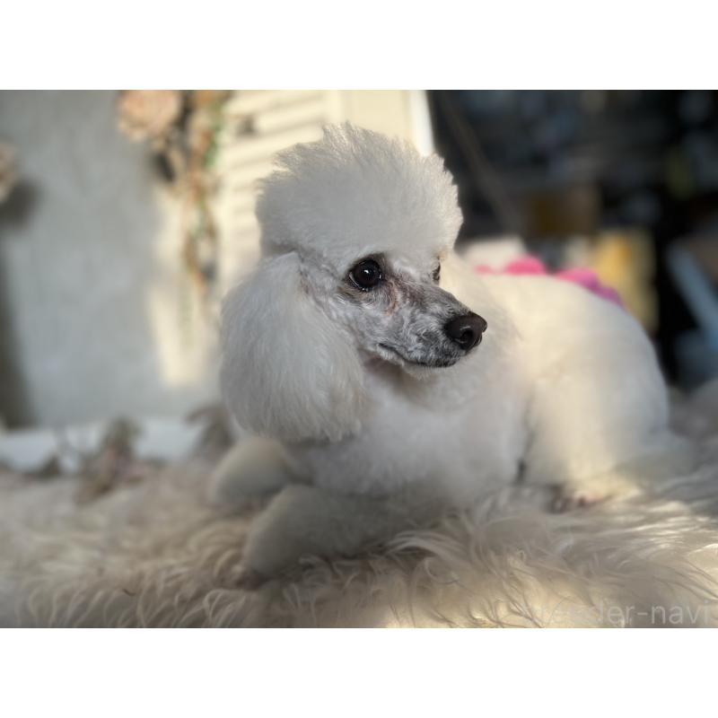 ムクちゃんちゃん1枚目