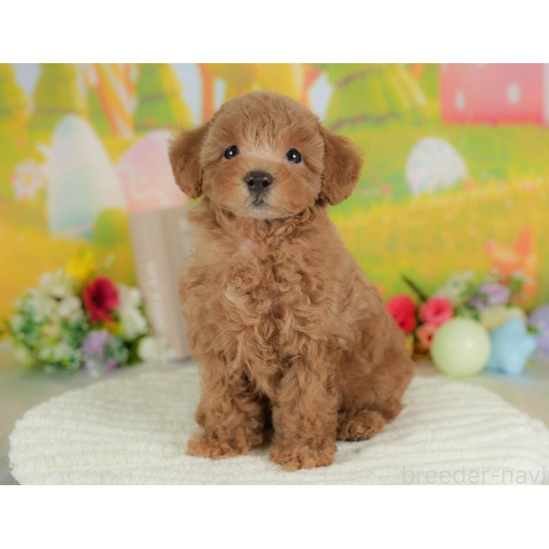 販売中の群馬県のトイプードル-409498の8枚目
