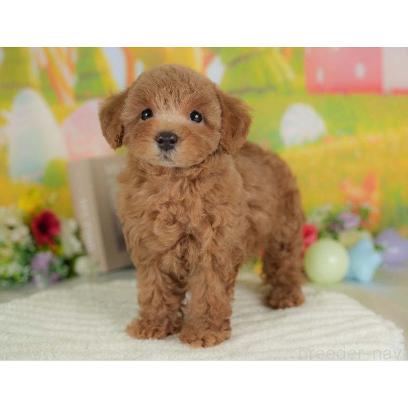 販売中の群馬県のトイプードル-409498の5枚目