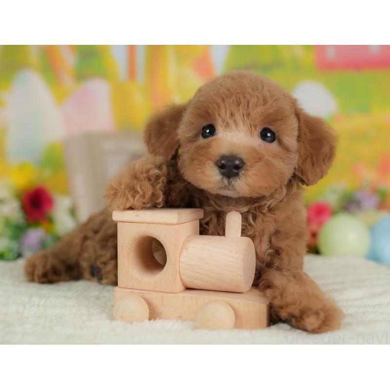 販売中の群馬県のトイプードル-409498の3枚目