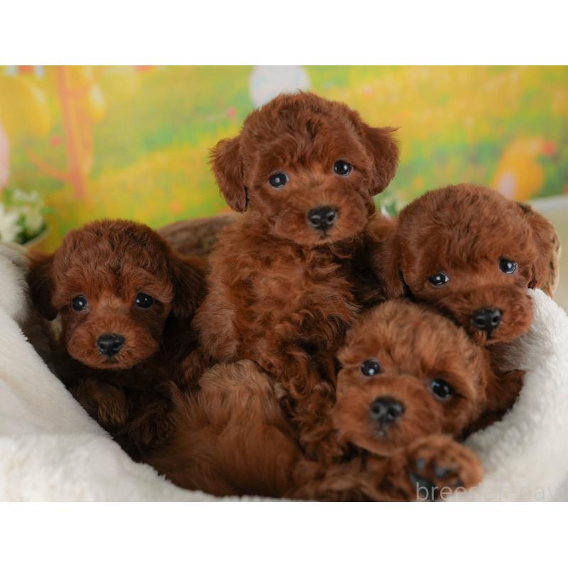販売中の群馬県のトイプードル-409482の7枚目