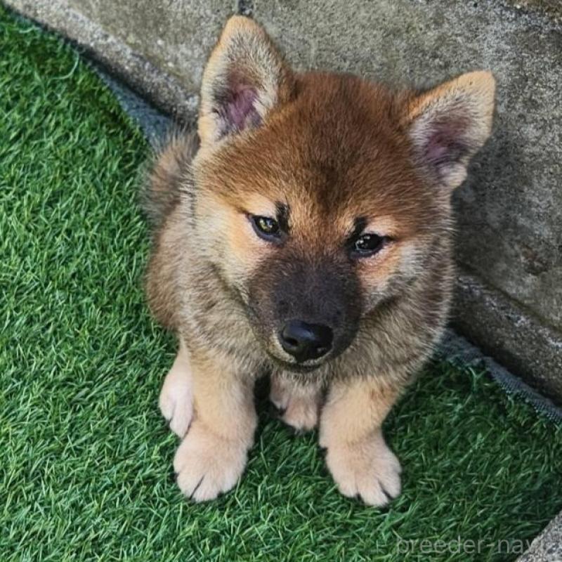 販売中の福岡県のミックス犬-393885の2枚目
