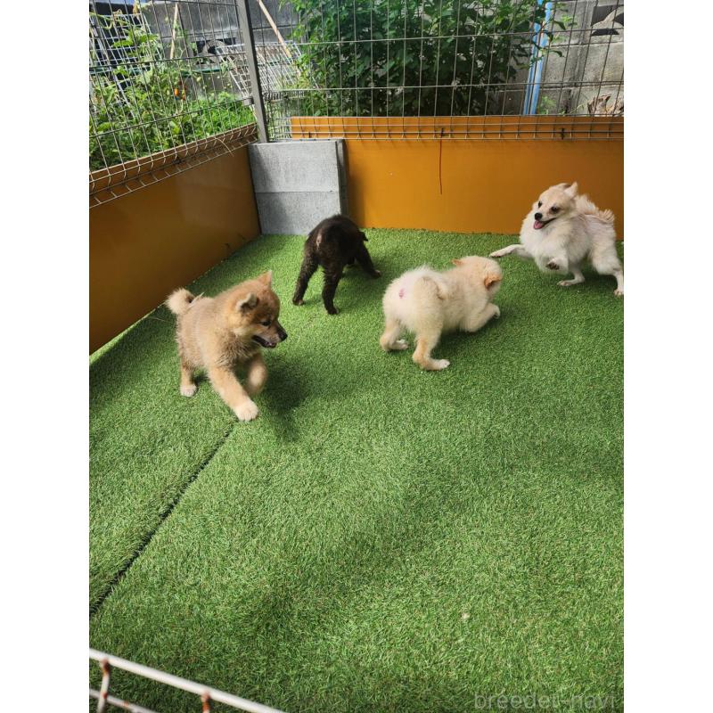 販売中の福岡県のミックス犬-400728の2枚目