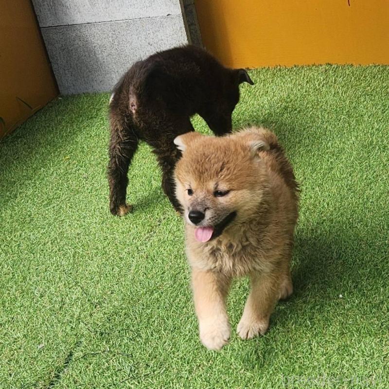 販売中の福岡県のミックス犬-400728の1枚目