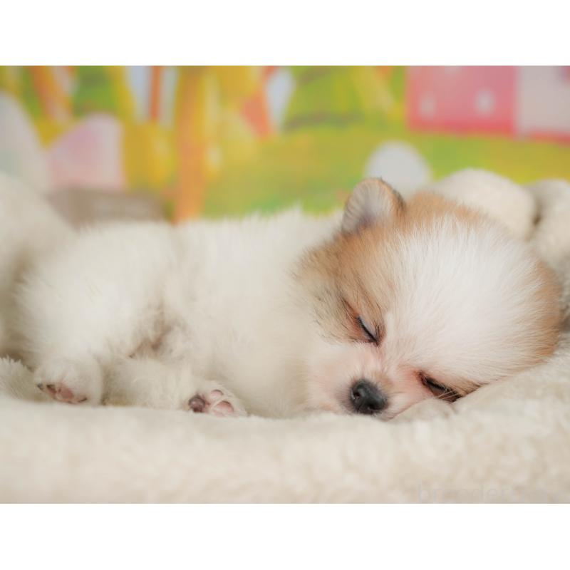 販売中の群馬県のポメラニアン-409469の7枚目