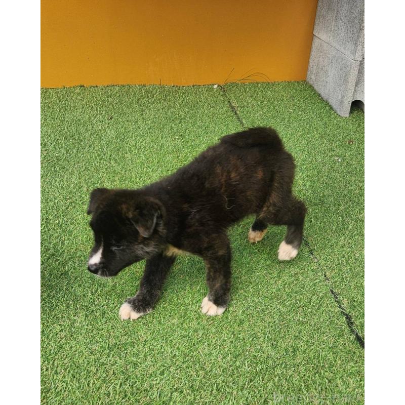 販売中の福岡県のミックス犬-409150の3枚目