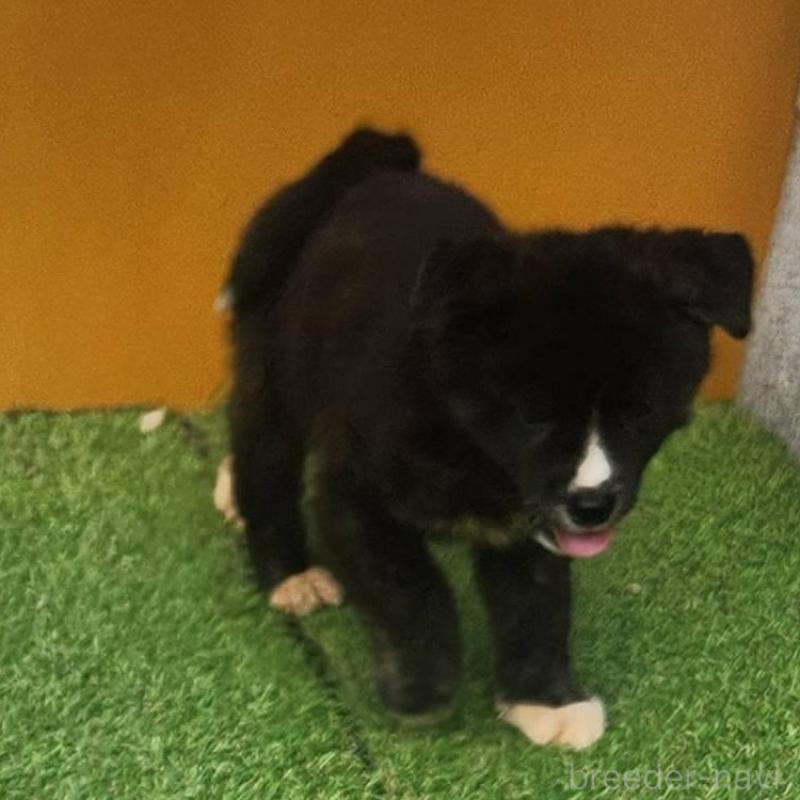 販売中の福岡県のミックス犬-409150