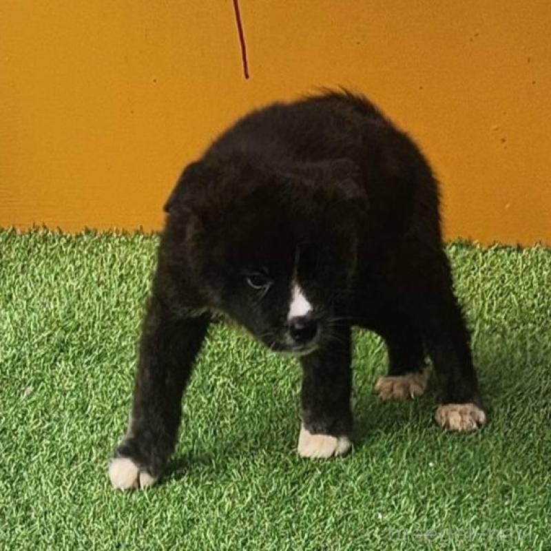 販売中の福岡県のミックス犬-409150