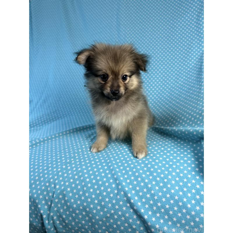 販売中の北海道のミックス犬-409305