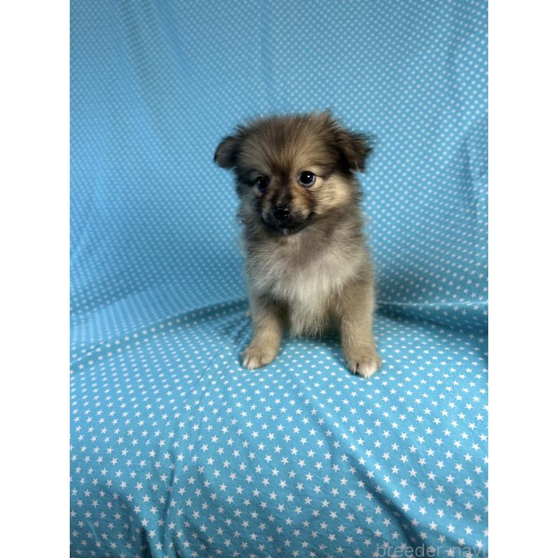 販売中の北海道のミックス犬-409305の4枚目