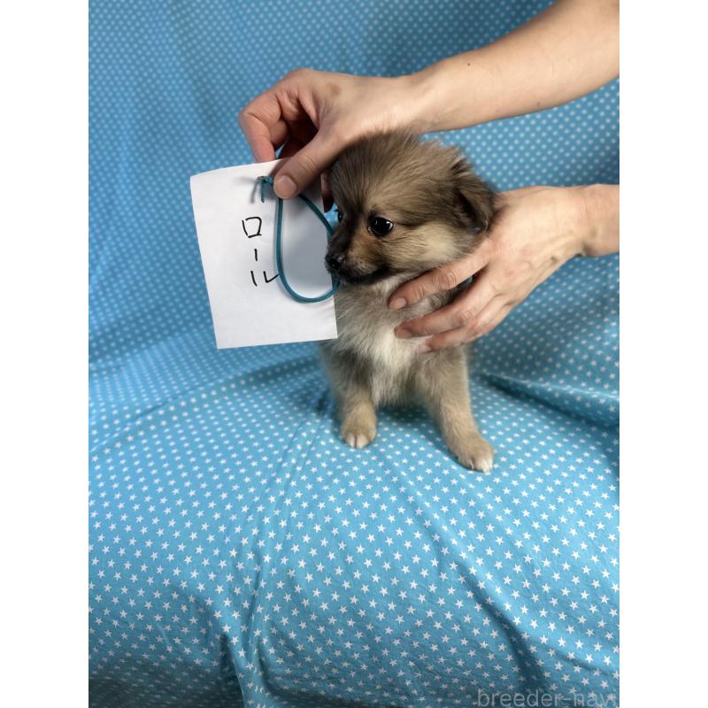 販売中の北海道のミックス犬-409305の3枚目