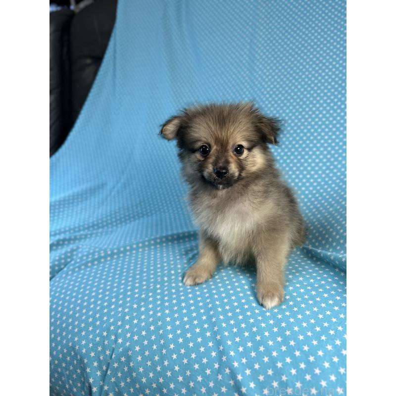 販売中の北海道のミックス犬-409305の2枚目
