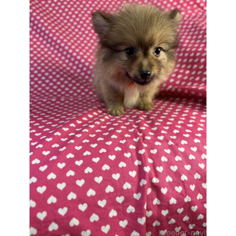 販売中の北海道のミックス犬-409307