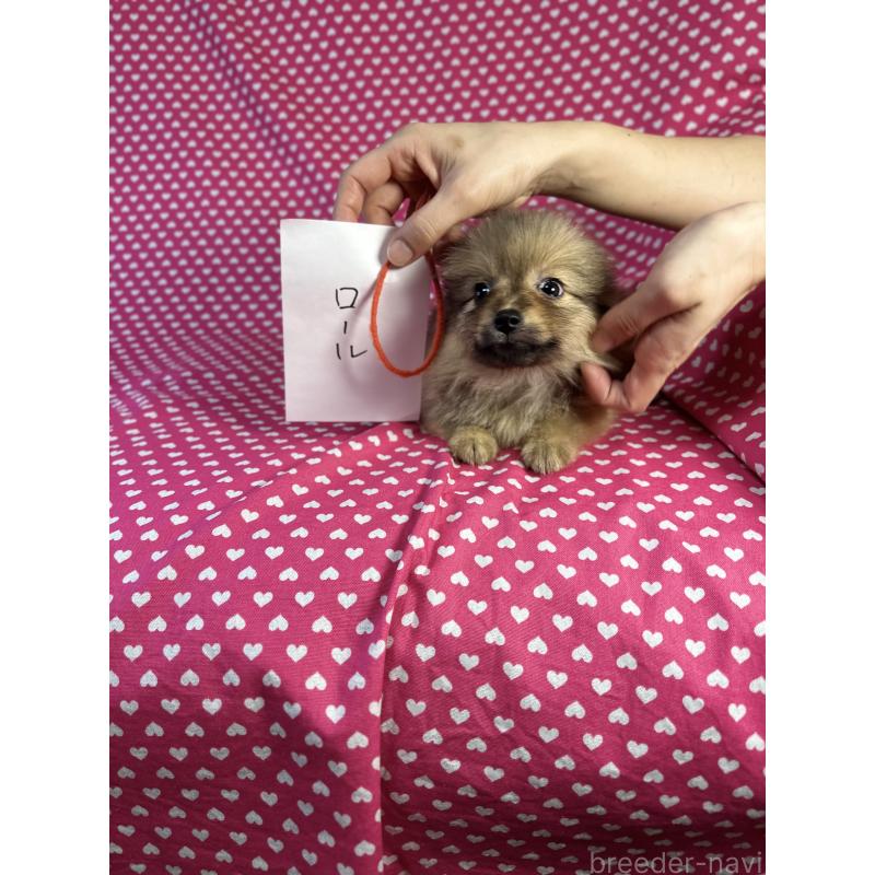 販売中の北海道のミックス犬-409307の5枚目