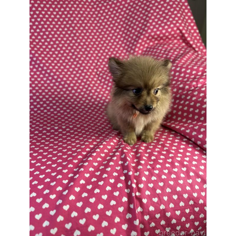 販売中の北海道のミックス犬-409307の4枚目