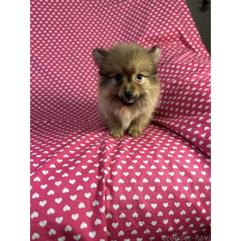 販売中の北海道のミックス犬-409307の3枚目