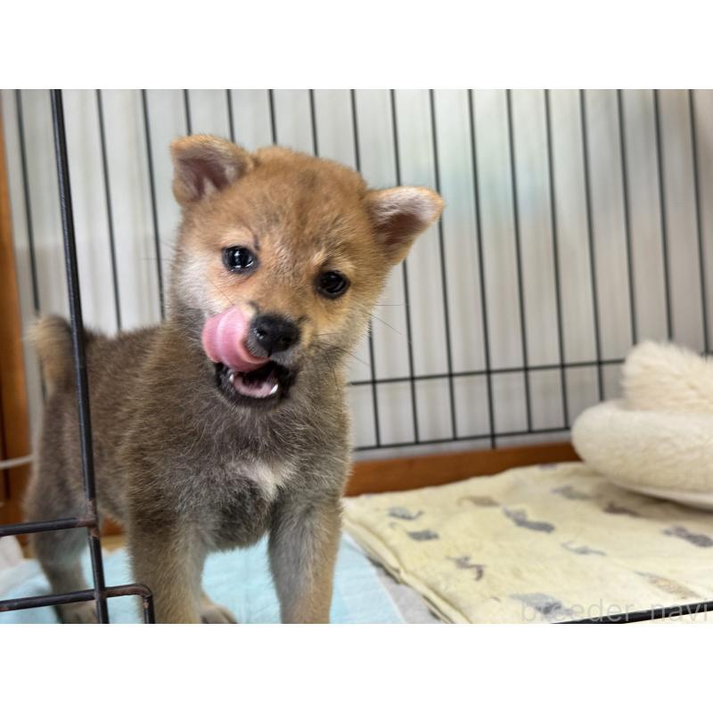 販売中の岡山県の柴犬-409309の5枚目