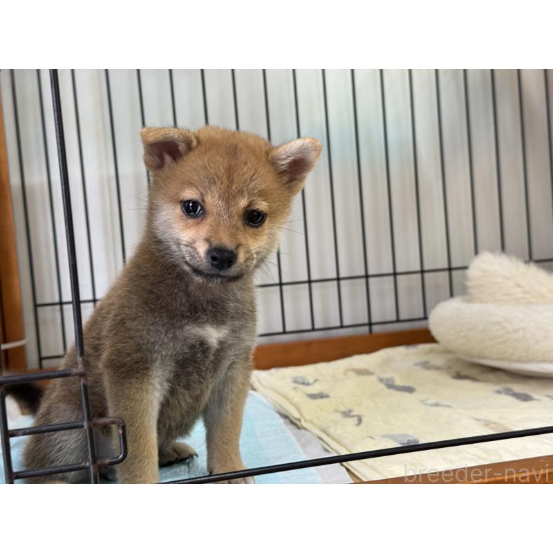 販売中の岡山県の柴犬-409309の4枚目