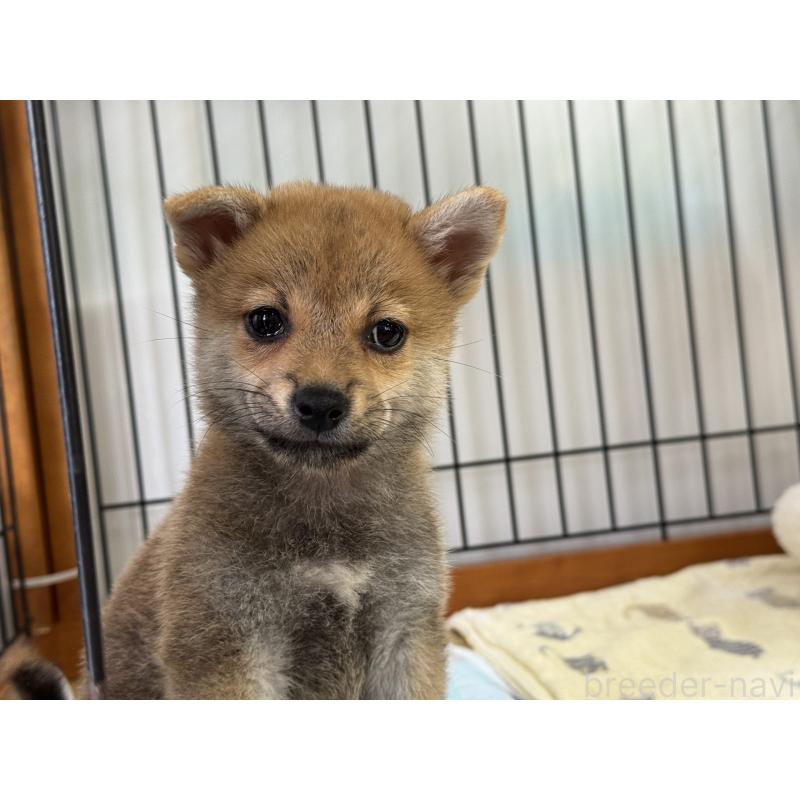 販売中の岡山県の柴犬-409309の3枚目