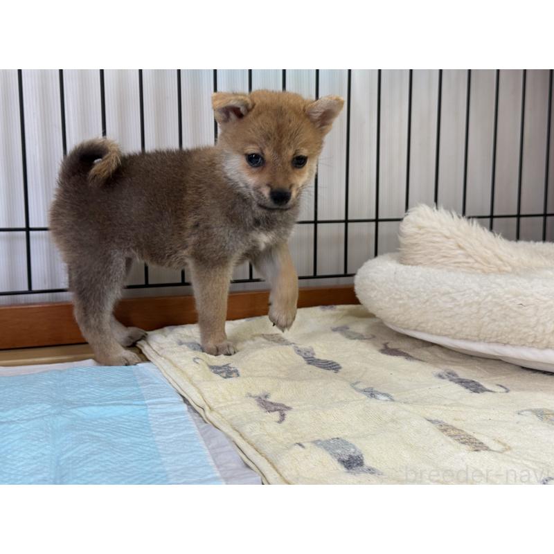 販売中の岡山県の柴犬-409309の2枚目