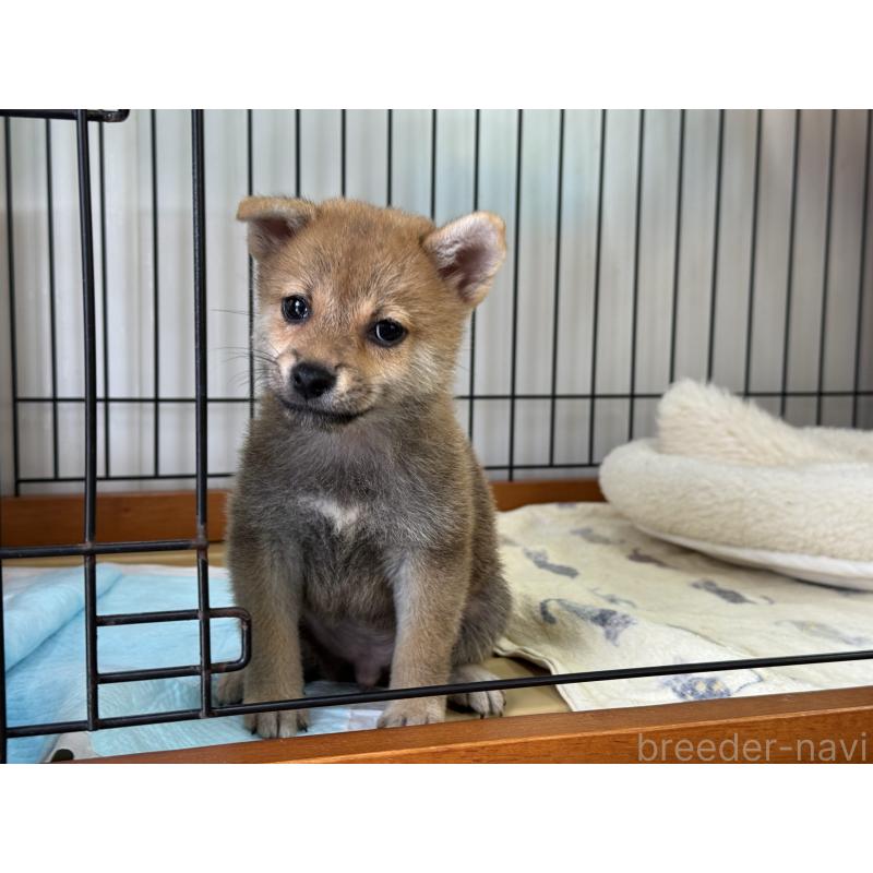 販売中の岡山県の柴犬-409309