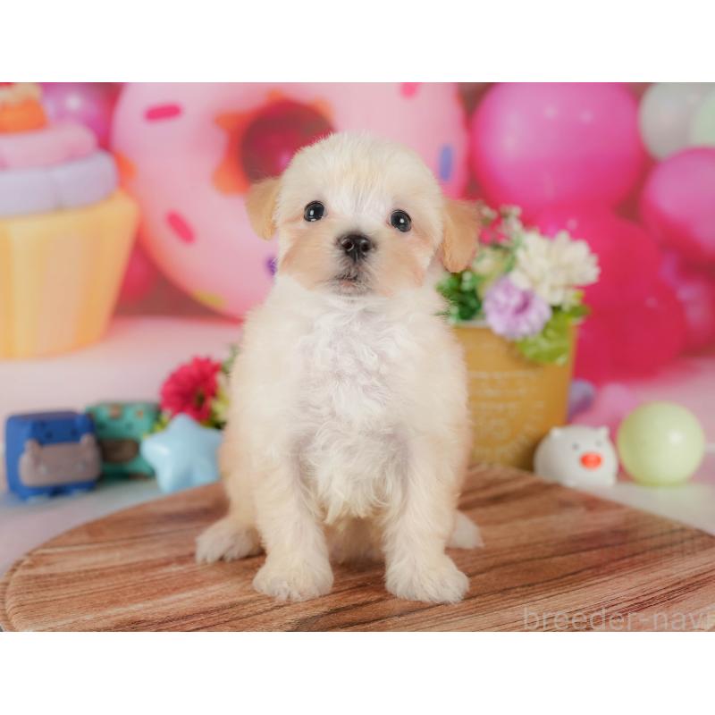 販売中の栃木県のマルプー:マルチーズ×トイプードル-409339