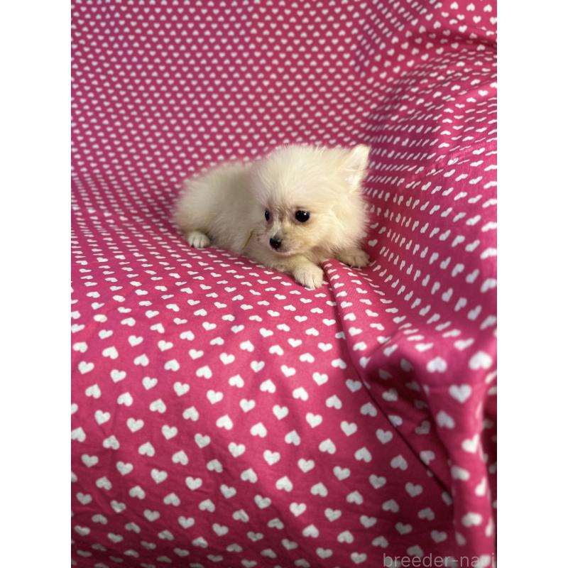 販売中の北海道のミックス犬-409310の4枚目