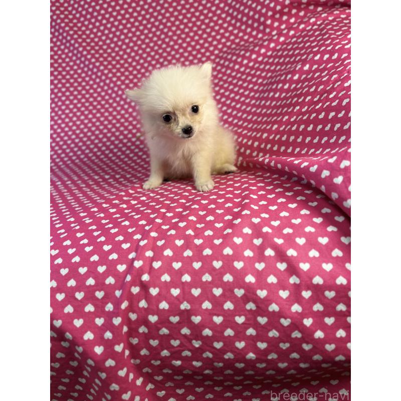 販売中の北海道のミックス犬-409310の1枚目