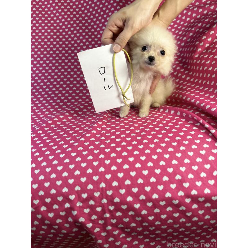 販売中の北海道のミックス犬-409310の3枚目